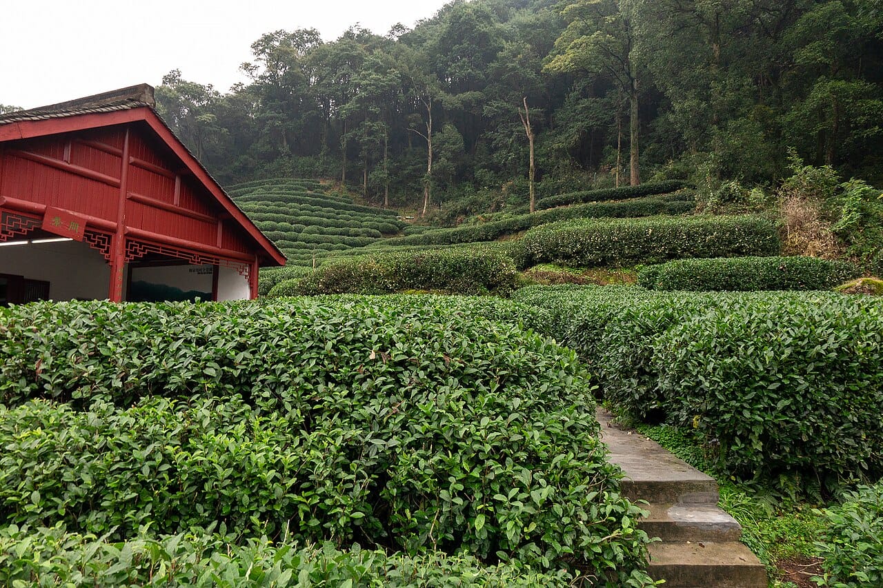 Hangzhou Longjing Tea & Song Dynasty Culture Day