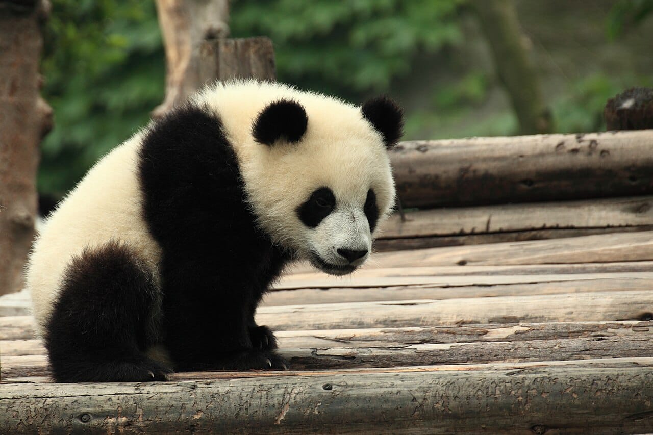 Chengdu Pandas, Teahouse & Sichuan Flavors Day