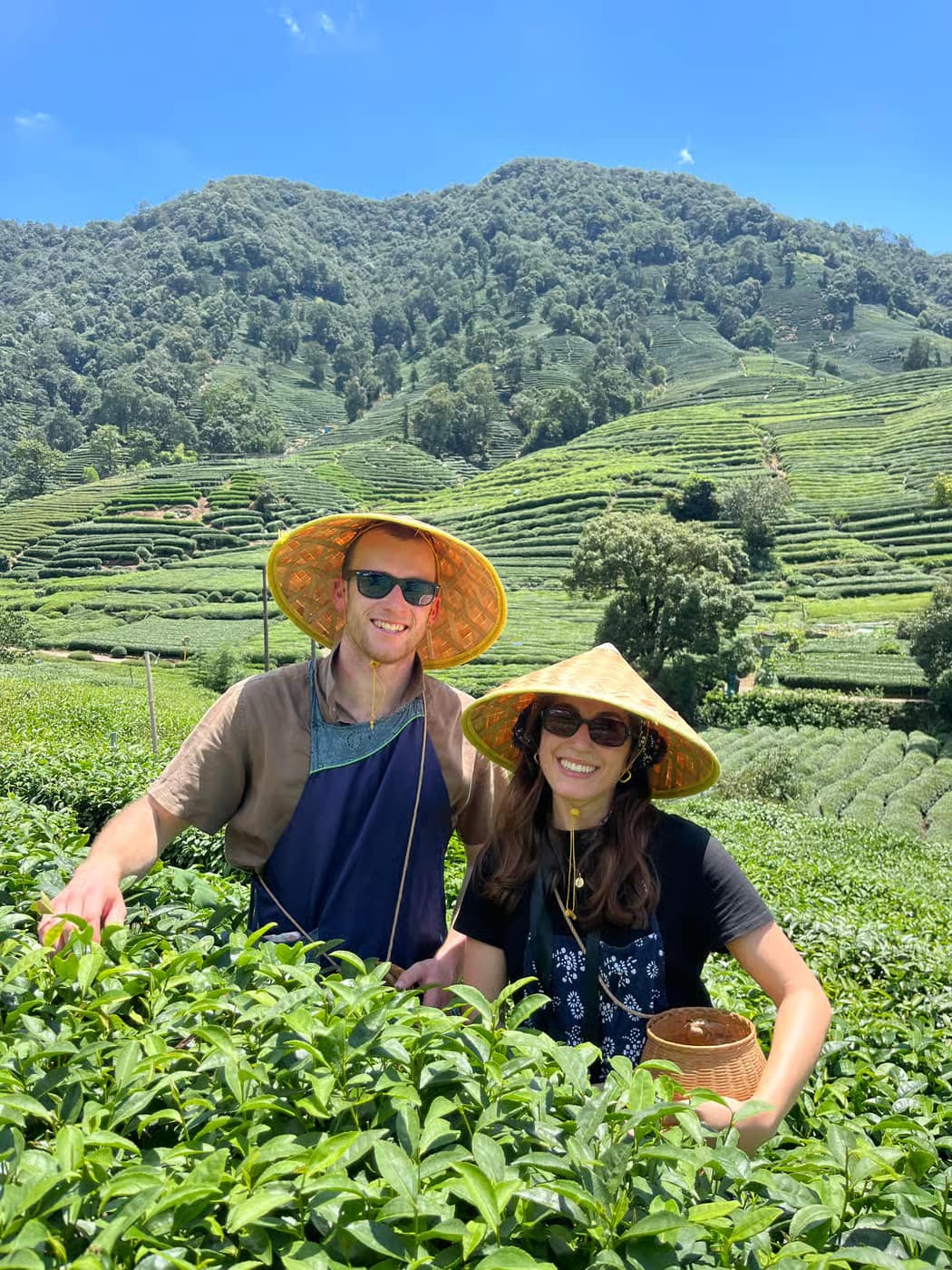 Travelers picking Longjing tea in Hangzhou